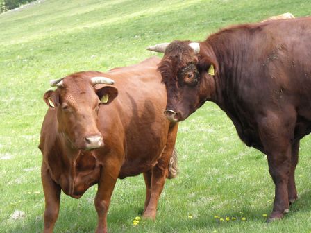 短角牛の群れに溶け込んでみる～岩泉町・兜森　標高1000mの楽園～_b0206037_21474058.jpg