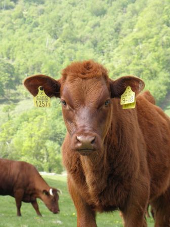 短角牛の群れに溶け込んでみる～岩泉町・兜森　標高1000mの楽園～_b0206037_21481255.jpg