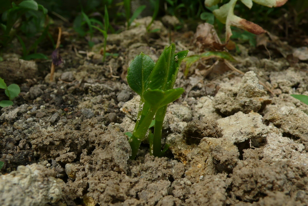 発芽 球根植付けダリア うちのにわ