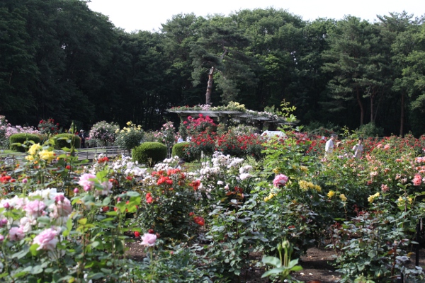 ローズフェスタ in 真岡・井頭公園_e0227942_2348371.jpg