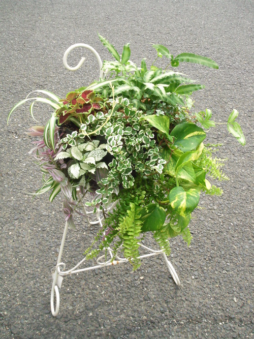 『涼しげな観葉植物 ハンギングバスケット』ありがとうございました。_b0211845_17211750.jpg