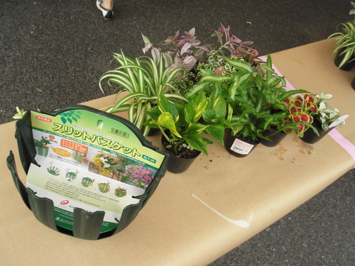 『涼しげな観葉植物 ハンギングバスケット』ありがとうございました。_b0211845_17355611.jpg