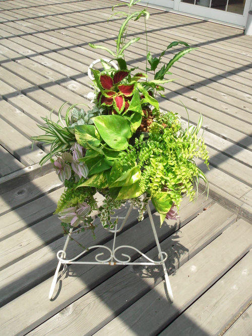 『涼しげな観葉植物 ハンギングバスケット』ありがとうございました。_b0211845_18103391.jpg