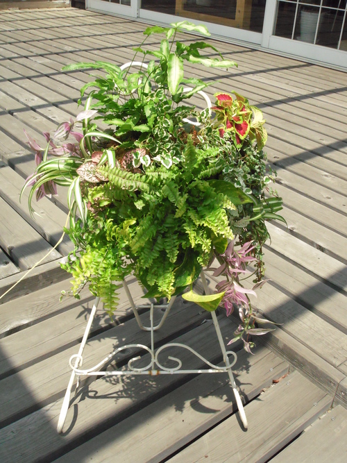 『涼しげな観葉植物 ハンギングバスケット』ありがとうございました。_b0211845_18141234.jpg