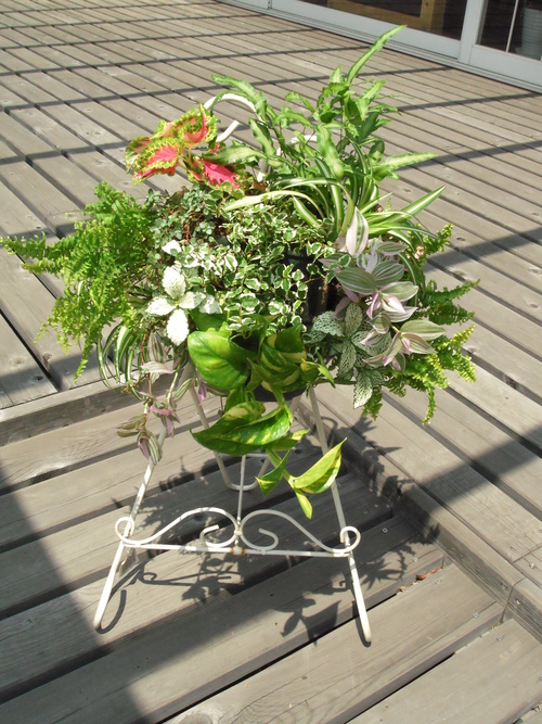 『涼しげな観葉植物 ハンギングバスケット』ありがとうございました。_b0211845_1820882.jpg