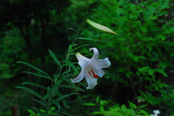 梅雨間の百合の花_f0043750_7575668.jpg