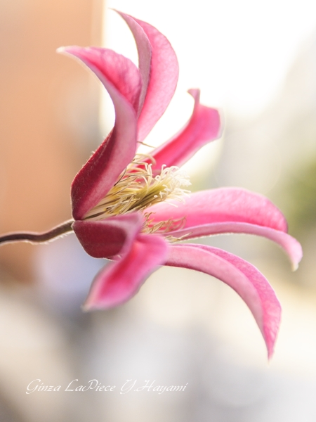 花のある風景　街中の花　ユリの一種かな_b0133053_0113283.jpg