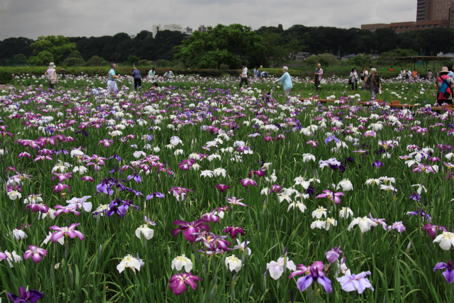 小岩菖蒲園にて。。。ハナショウブ見頃でした！_d0152261_1685534.jpg