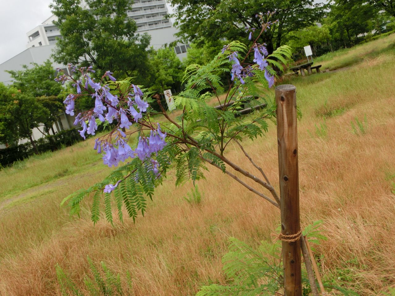 ジャカランダの花 押し花おばさんの気まぐれブログ