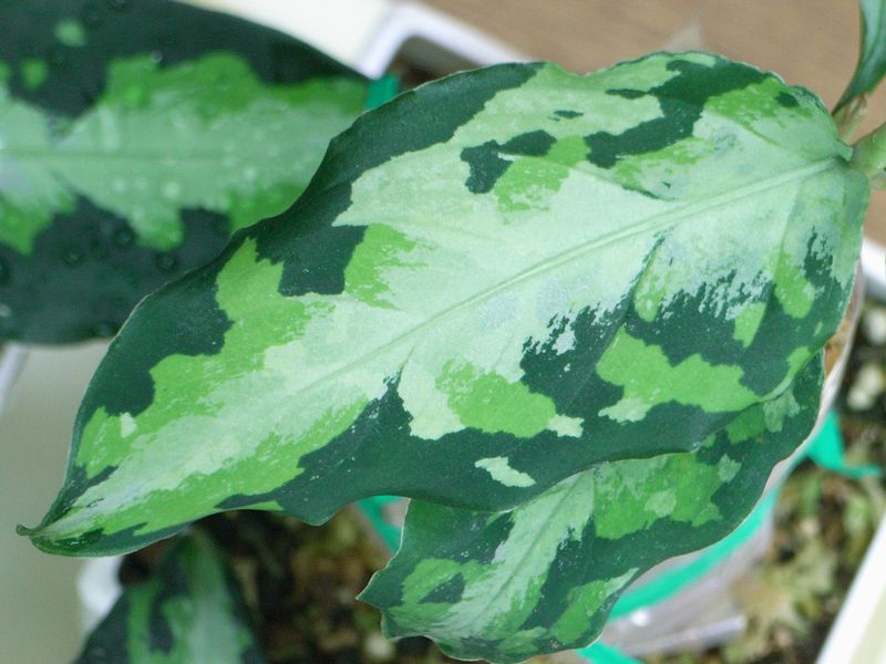 Aglaonema pictum \"tricolor\" NIRVASH P.Nias_d0249970_22415137.jpg