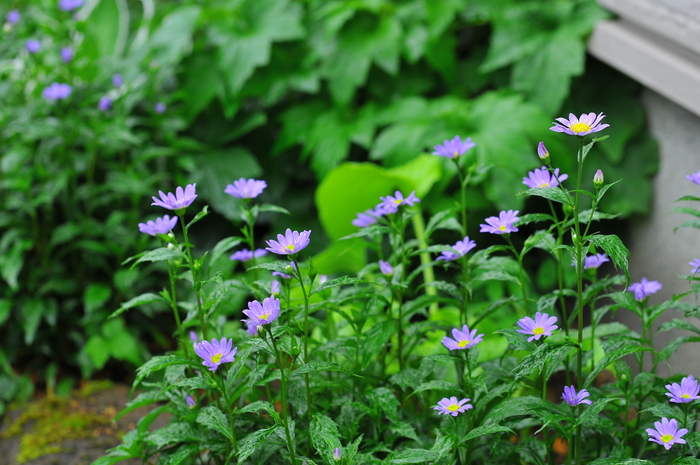 ミヤコワスレ アジュガ judeの庭と薔薇のカヲリ ミヤコワスレ アジュガ judeの庭と薔薇のカヲリ