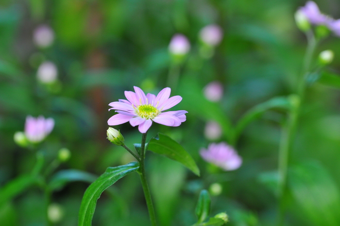 ミヤコワスレ アジュガ ｊｕｄｅの庭と薔薇のカヲリ