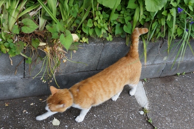 尾まわり猫 のらマニア 長崎ぶらぶら猫 尾まわり猫 のらマニア 長崎ぶらぶら猫