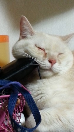 梅雨時、猫はよく眠る_f0228680_952599.jpg