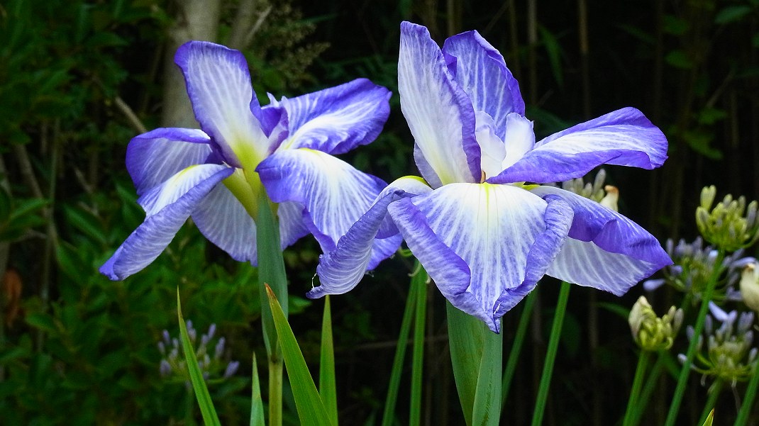 a0152692_1735631.jpg