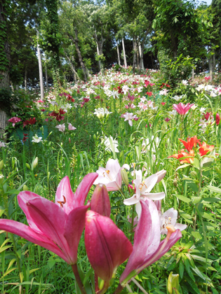 「可睡ゆりの園」　6月8日_c0267692_23304849.jpg