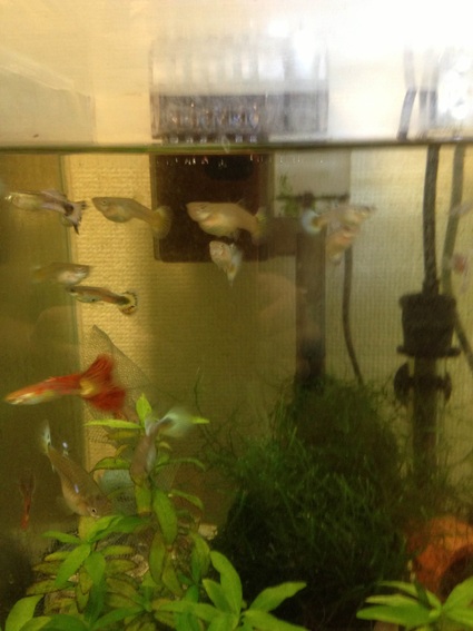 Ms群馬ショップ 熱帯魚の餌は カインズにて 今日のnews