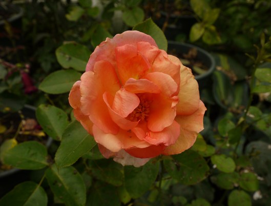 e0205713_22115821.jpg