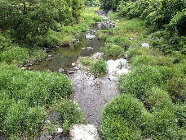 久留米地区　湿地散策　続・悪あがき_e0002314_2004780.jpg