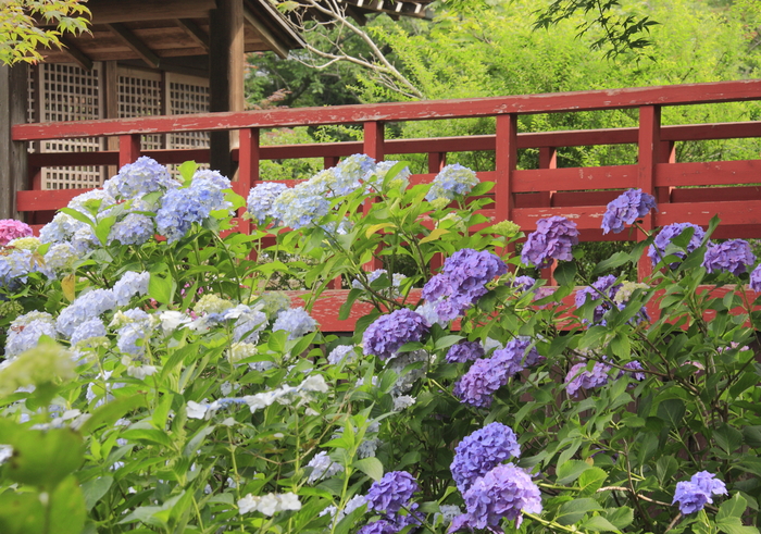 あじさい　　　　（千葉県松戸市　　本土寺）_b0268615_16254625.jpg