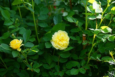 f0170524_845344.jpg