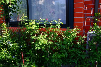 f0170524_846104.jpg