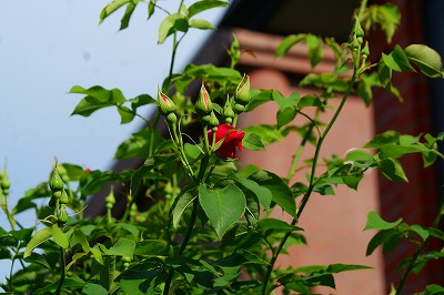 f0170524_848349.jpg