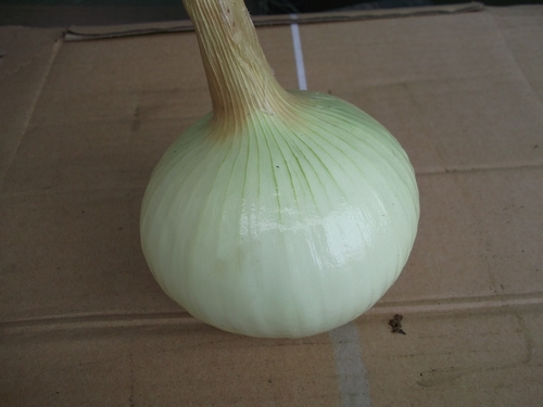 玉ねぎの長期保存の裏技は...薄皮をはがす。_b0137932_8405538.jpg