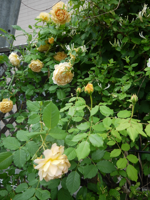 今朝の我が家の庭_a0123133_931127.jpg
