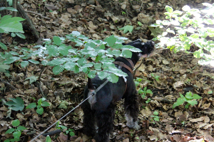 c0153740_1744611.jpg