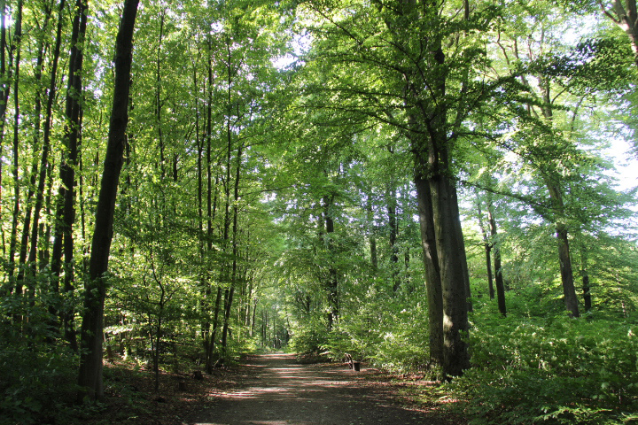 c0153740_1751569.jpg