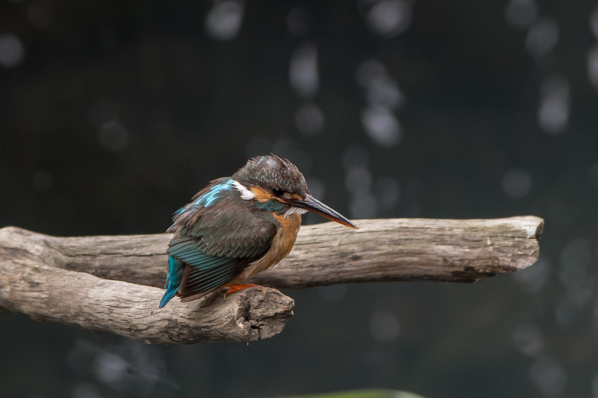 カワセミ　雛への餌捕り？_d0292540_2283127.jpg