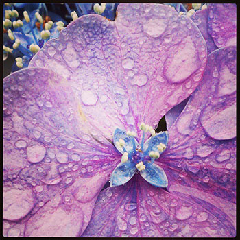 雨の日に「ARROWS NX（F-06E）」で紫陽花を撮る_c0060143_23253411.jpg