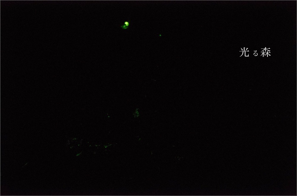 d0058445_9165599.jpg