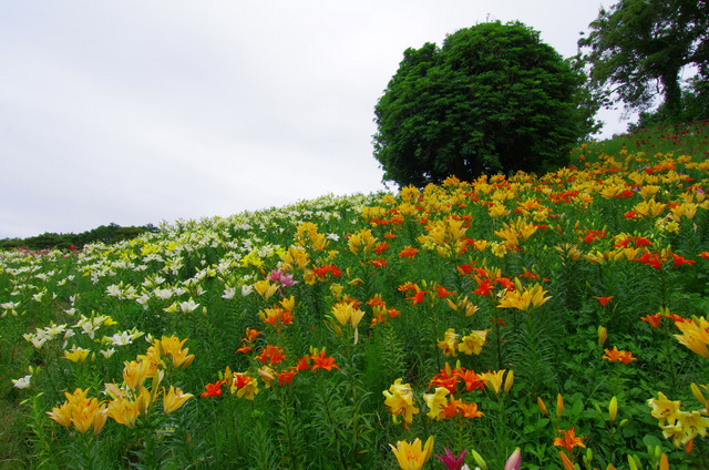 ユリの丘：可睡ゆり園_d0186245_90672.jpg