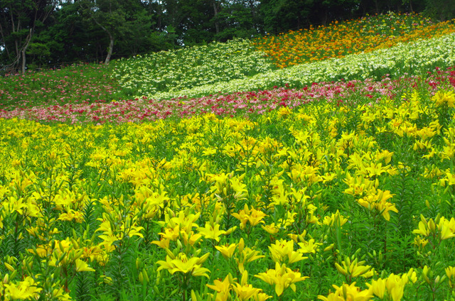 ユリの丘：可睡ゆり園_d0186245_92971.jpg