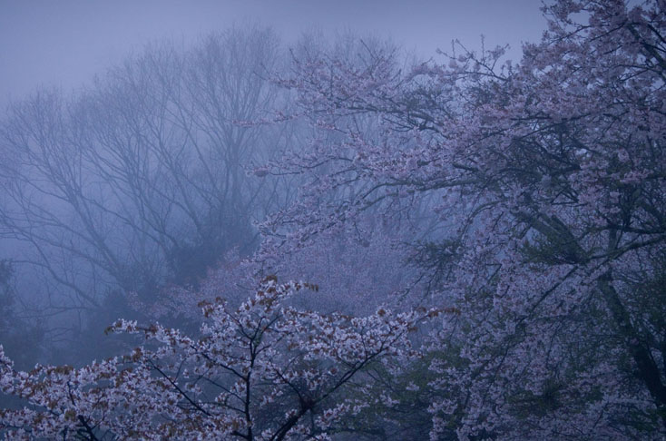 世界遺産、吉野山の山桜を見に行こう！_c0257955_0101270.jpg
