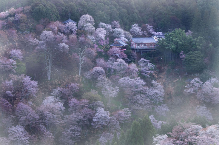 世界遺産、吉野山の山桜を見に行こう！_c0257955_0102982.jpg