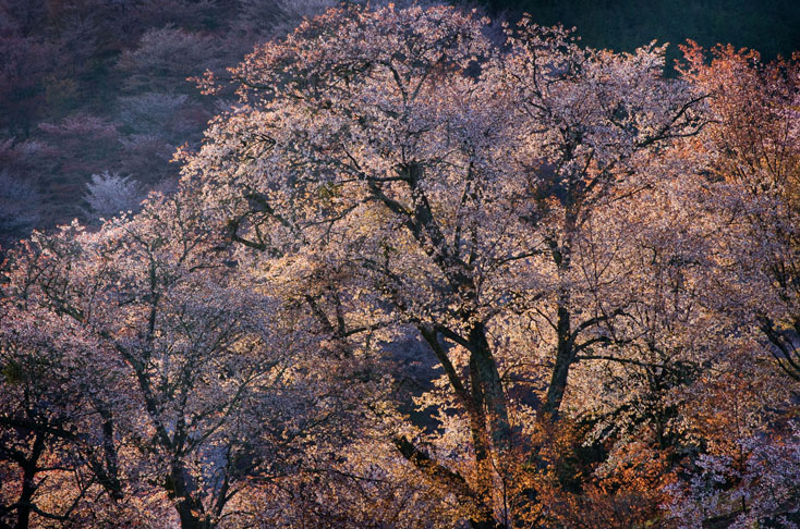 世界遺産、吉野山の山桜を見に行こう！_c0257955_0104166.jpg