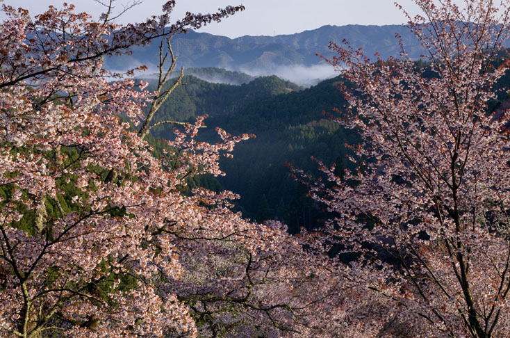 世界遺産、吉野山の山桜を見に行こう！_c0257955_0105159.jpg