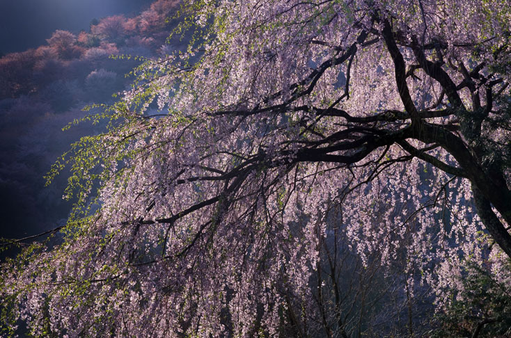 世界遺産、吉野山の山桜を見に行こう！_c0257955_0111973.jpg