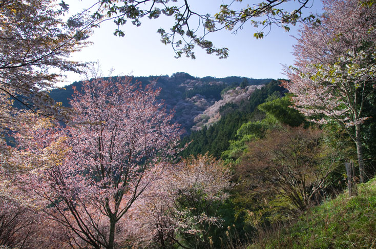 世界遺産、吉野山の山桜を見に行こう！_c0257955_012427.jpg