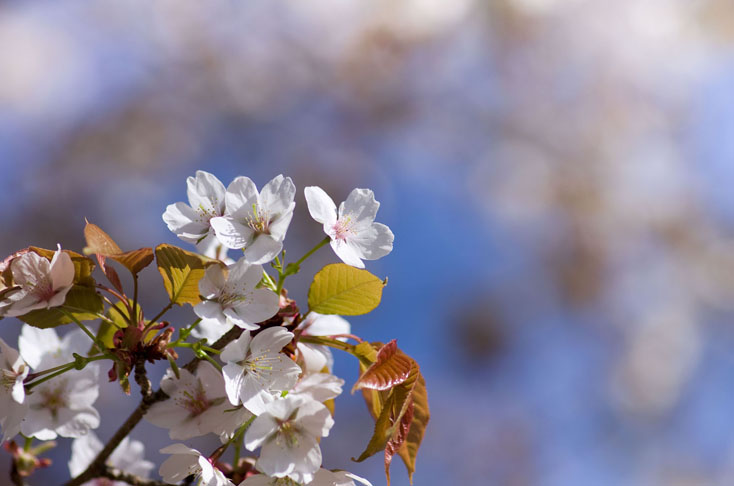 世界遺産、吉野山の山桜を見に行こう！_c0257955_0132594.jpg