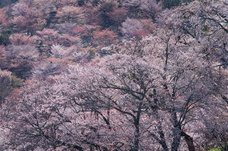 世界遺産、吉野山の山桜を見に行こう！_c0257955_0133625.jpg