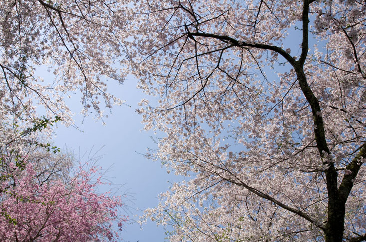 世界遺産、吉野山の山桜を見に行こう！_c0257955_0135137.jpg