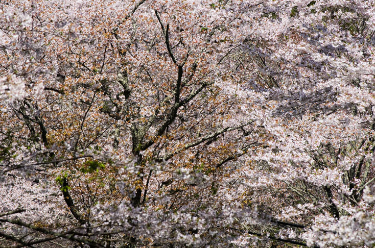 世界遺産、吉野山の山桜を見に行こう！_c0257955_0141231.jpg