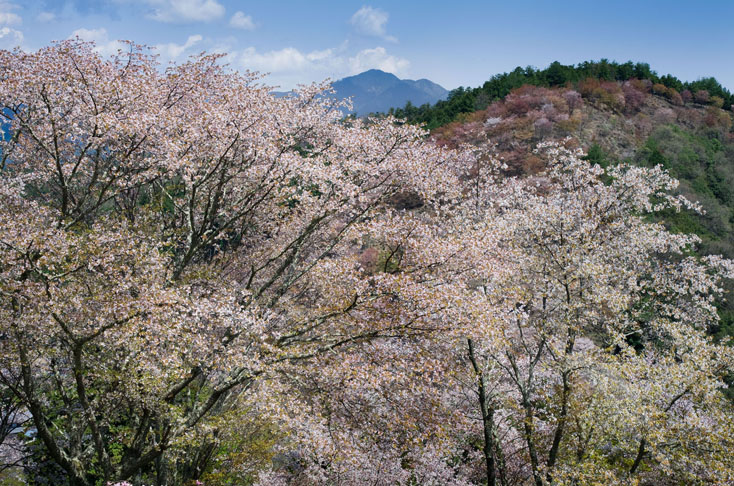 世界遺産、吉野山の山桜を見に行こう！_c0257955_0142258.jpg
