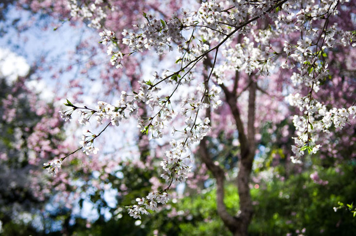 世界遺産、吉野山の山桜を見に行こう！_c0257955_01439.jpg