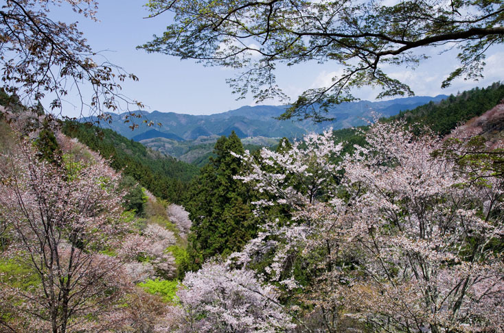 世界遺産、吉野山の山桜を見に行こう！_c0257955_0151361.jpg