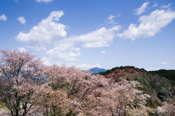 世界遺産、吉野山の山桜を見に行こう！_c0257955_015342.jpg